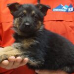 A black and brown puppy sitting on someone 's lap.