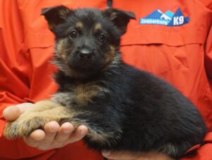 A black and brown puppy sitting on someone 's lap.