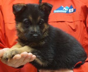 A person holding a puppy in their hand.