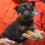 A person holding a puppy in their hands.
