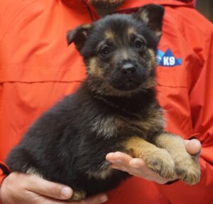 A person holding a puppy in their hands.