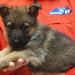 A person holding a puppy in their hand.