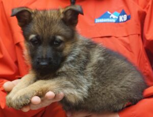 A person holding a puppy in their hand.
