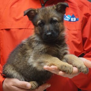 A person holding a puppy in their hands.