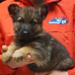 A person holding a puppy in their hands.