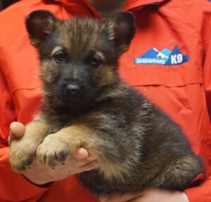 A person holding a puppy in their hands.