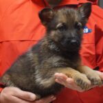 A person holding a puppy in their hands.