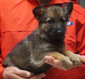 A person holding a puppy in their hands.