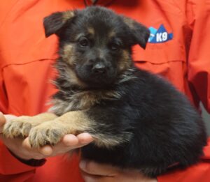 A person holding a puppy in their hand.