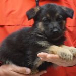 A person holding a puppy in their hands.