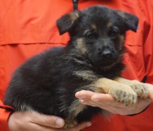 A person holding a puppy in their hands.