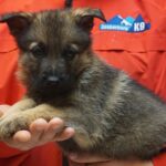 A person holding a puppy in their hands.