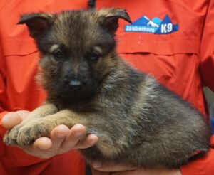 A person holding a puppy in their hands.