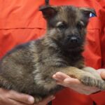 A person holding a puppy in their hands.