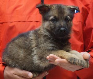A person holding a puppy in their hands.