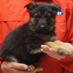 A person holding a puppy in their hands.