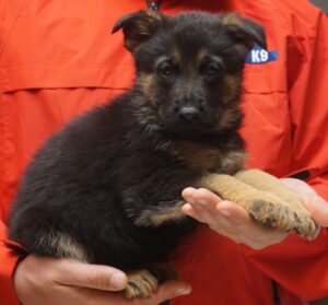 A person holding a puppy in their hands.