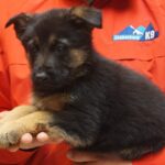 A person holding a puppy in their hand.