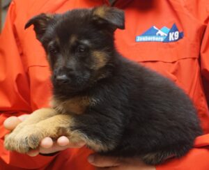 A person holding a puppy in their hand.