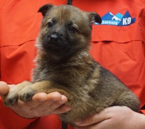 A person holding a puppy in their hands.