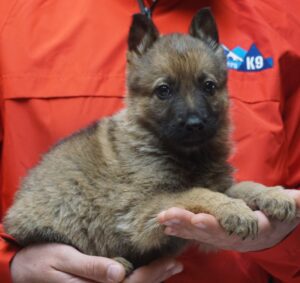 A person holding a puppy in their hands.