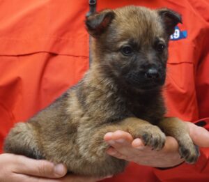 A person holding a puppy in their hands.
