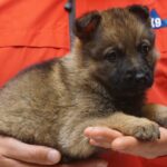 A person holding a puppy in their hands.