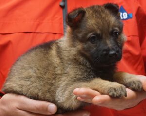 A person holding a puppy in their hands.