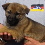 A person holding a puppy in their arms.