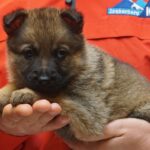 A person holding a puppy in their hands.