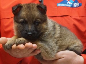 A person holding a puppy in their hands.