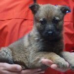 A person holding a puppy in their hands.