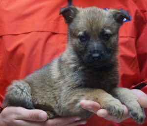 A person holding a puppy in their hands.
