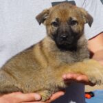 A person holding a puppy in their hands.