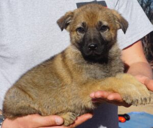 A person holding a puppy in their hands.