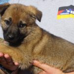 A brown puppy is being held by someone