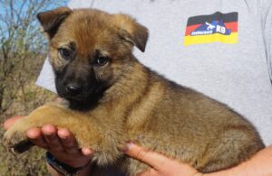 A brown puppy is being held by someone