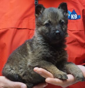 A person holding a puppy in their hands.