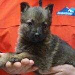 A person holding a puppy in their hands.