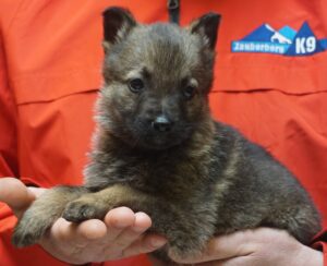 A person holding a puppy in their hands.