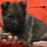 A person holding a puppy in their hands.