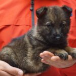 A person holding a puppy in their hands.
