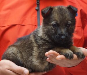 A person holding a puppy in their hands.