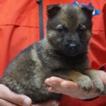 A person holding a puppy in their hands.