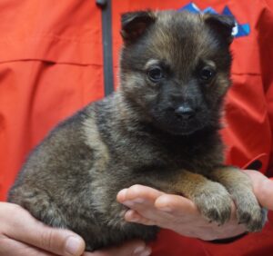 A person holding a puppy in their hands.