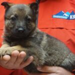A person holding a puppy in their hands.