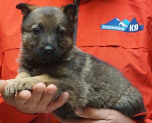 A person holding a puppy in their hands.