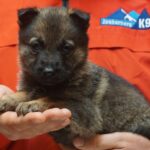 A person holding a puppy in their hands.