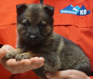 A person holding a puppy in their hands.