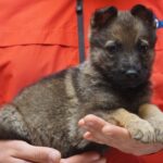 A person holding a puppy in their hands.